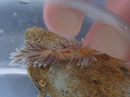 Baeolidia faustina