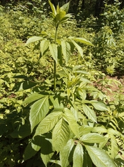 Sambucus racemosa