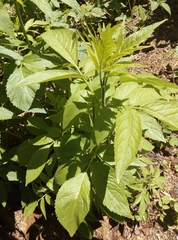 Sambucus racemosa