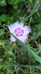 Dianthus chinensis