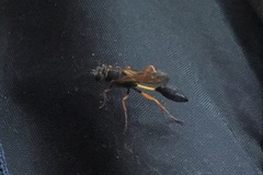 Sceliphron coromandelicum