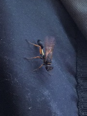 Sceliphron coromandelicum