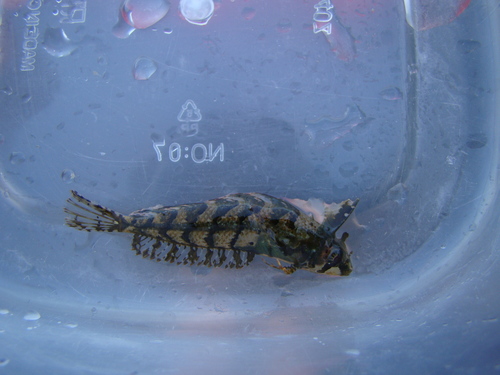 Notoclinus fenestratus