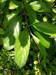 Rhamnus davurica