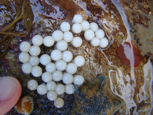 Sepioloidea pacifica