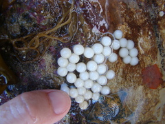 Sepioloidea pacifica
