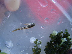 Bellapiscis lesleyae