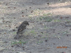 Passer domesticus