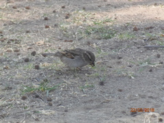 Passer domesticus