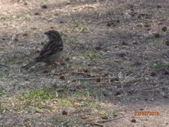 Passer domesticus