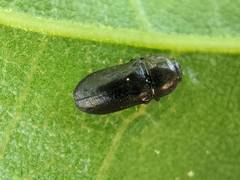 Mastogenius crenulatus
