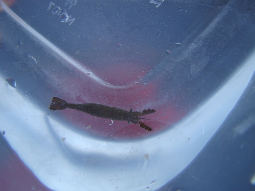 Hippolyte bifidirostris