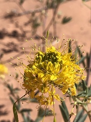 Cleomella lutea