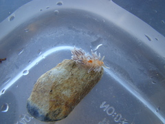 Baeolidia faustina