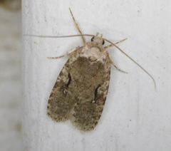 Agonopterix curvilineella
