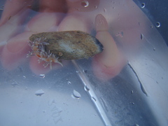 Baeolidia faustina