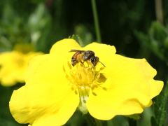 Poecilandrena