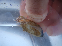Baeolidia faustina