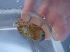 Baeolidia faustina