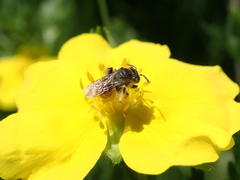 Poecilandrena