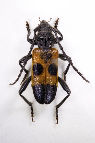 cedartree borer