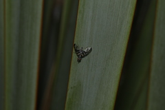 Myennidini