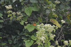 Mechanitis polymnia lycidice