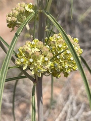 Asclepias rusbyi