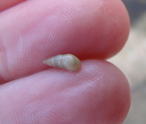 Rissoina chathamensis