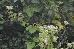 Mechanitis polymnia lycidice