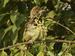 Trachyphonus darnaudii