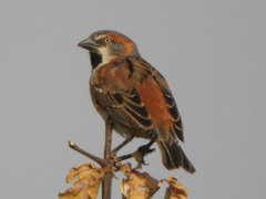 Passer rufocinctus