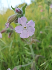 Melandrium
