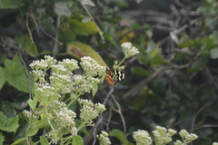 Mechanitis polymnia lycidice