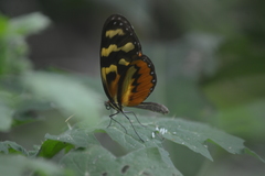 Mechanitis polymnia lycidice