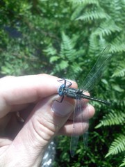 Arigomphus cornutus