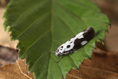 Ethmia quadrillella