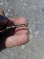 Arigomphus cornutus