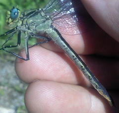Arigomphus cornutus