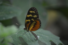 Mechanitis polymnia lycidice