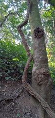 Secamone gerrardii