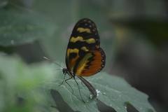 Mechanitis polymnia lycidice