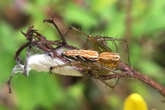 Oxyopes hindostanicus
