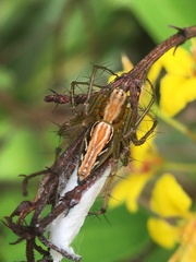 Oxyopes hindostanicus