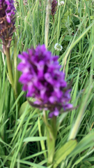 Dactylorhiza incarnata