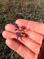 Trichostema laxum