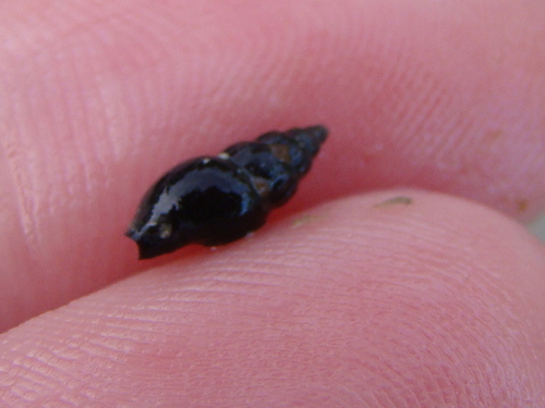 Austromitra rubiginosa