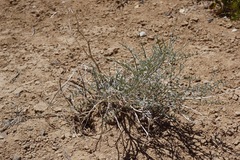 Astragalus pachypus pachypus