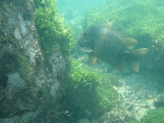 Microspathodon bairdii