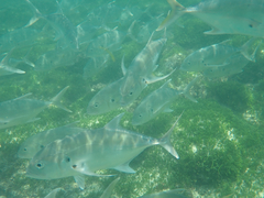 Caranx caninus